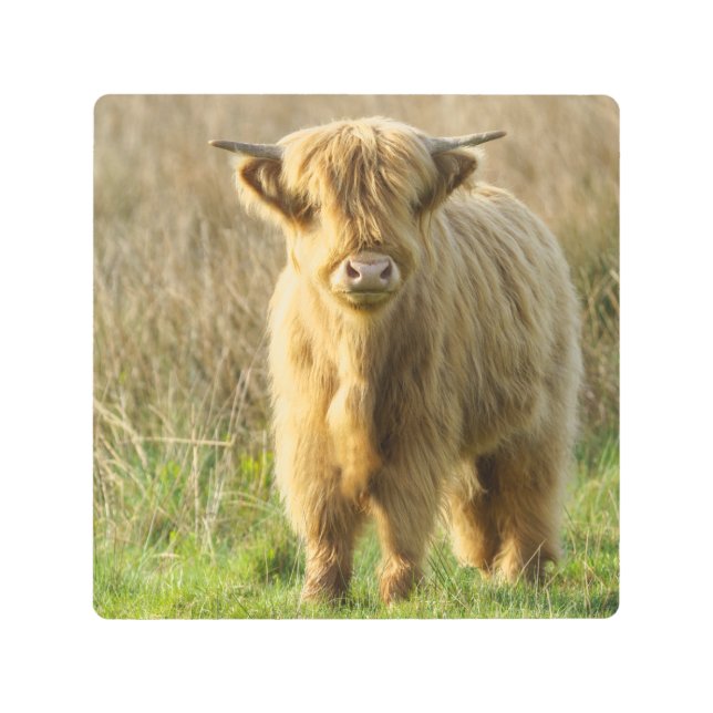 Impresión En Metal Vaca Highland (Anverso)