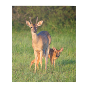 Impresión En Metal Venado de cola blanca   Hábitat de hierba