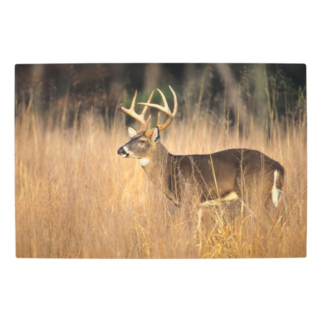 Impresión En Metal Venado de cola blanca | Montañas humeantes Tenness (Anverso)