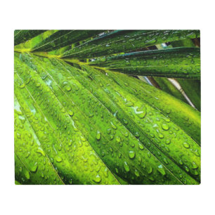 Impresión En Metal Verdes tropicales con gotas de lluvia