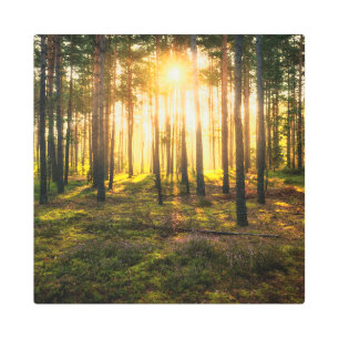 Impresión En Metal Vigas de sol brillan en el bosque de pinos