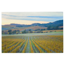 Viñedo al atardecer