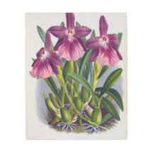 Vintage Purple Lady Orchids Miltonia Spectabilis