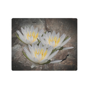 Impresión En Metal Water Lily Lotus Flower On Stone