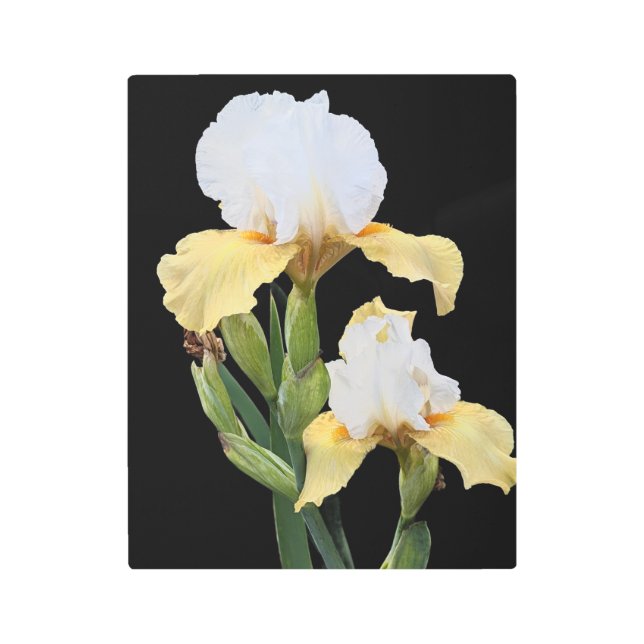 Impresión En Metal White and Yellow Irises Floral (Anverso)