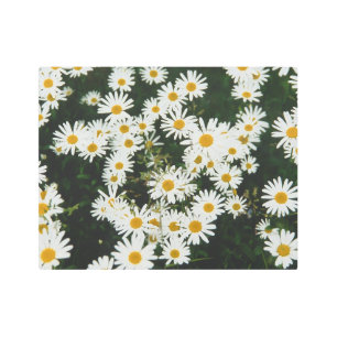 Impresión En Metal White Oxeye Daisy, Moon Daisy Meadow