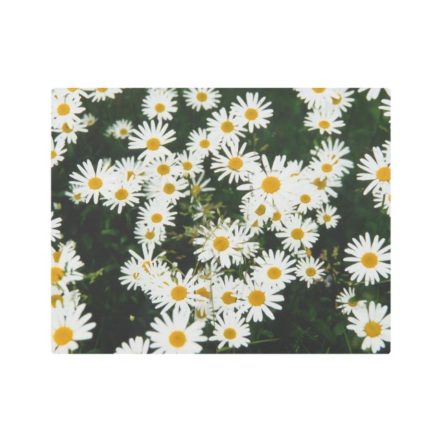 Impresión En Metal White Oxeye Daisy, Moon Daisy Meadow (Anverso)