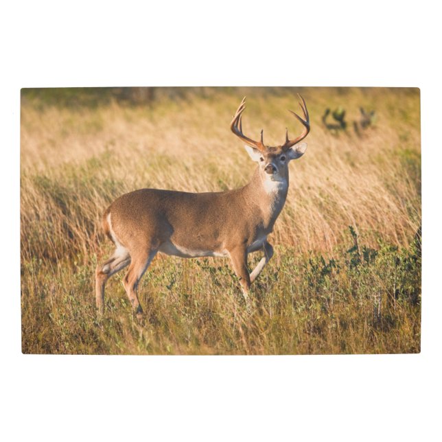 Impresión En Metal White-tailed Deer | Autumn in TX (Anverso)