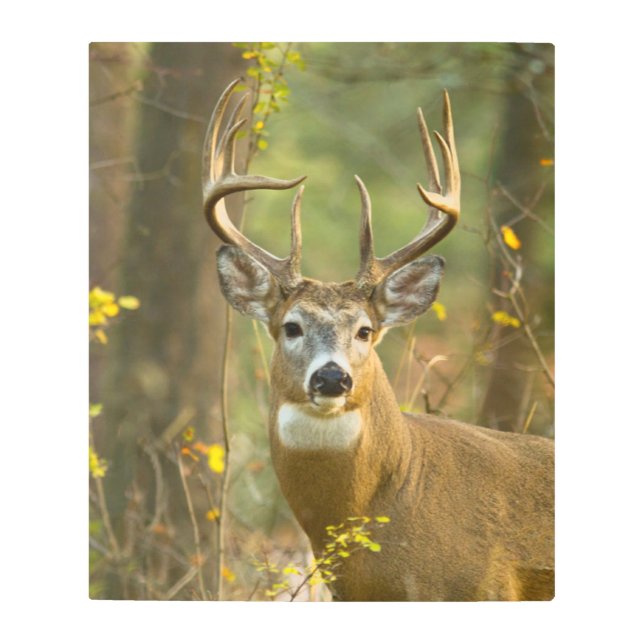 Impresión En Metal Whitetail Deer Buck | Pescado blanco, Montana (Anverso)