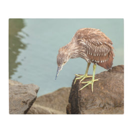 Impresión En Metal Young Heron