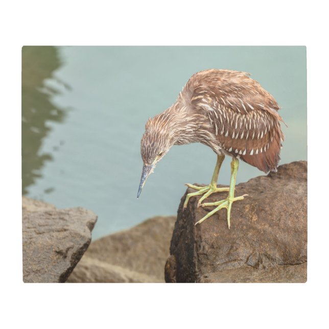 Impresión En Metal Young Heron (Anverso)