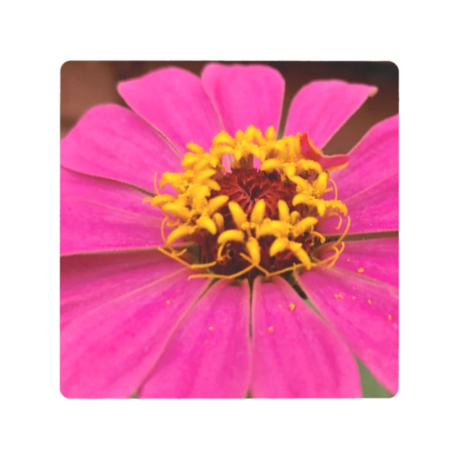 Impresión En Metal Zinnia Flower Metalizado Wall Art (Anverso)