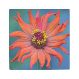 Impresión En Metal Zippy Zinnia