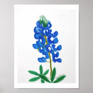 Impresión en solitario Star Bluebonnet