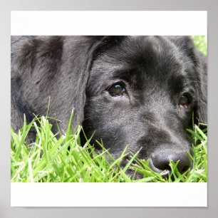 Impresión enmarcada de Daydreamer de Black Lab