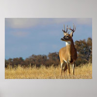 Impresión enmarcada de Whitetail Buck
