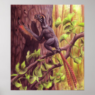 Impresión Epidexipteryx