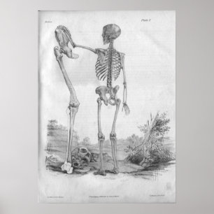 Impresión esquelética 1854 de la anatomía del