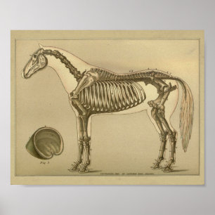 Impresión esquelética de la anatomía del caballo