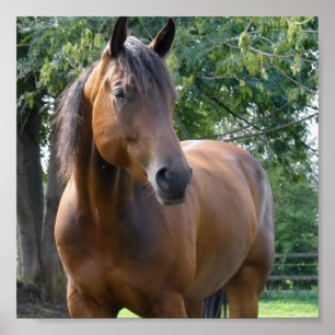 Impresión excelente del poster del caballo de la