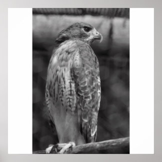 Impresión Falcon B/W