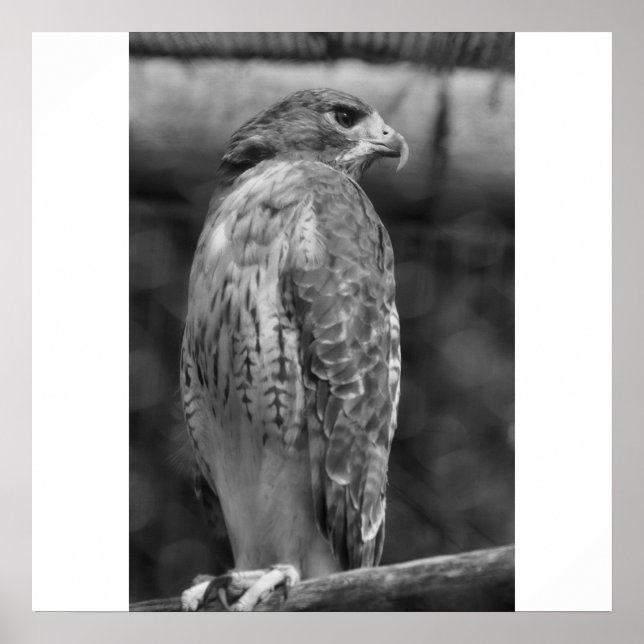 Impresión Falcon B/W (Frente)