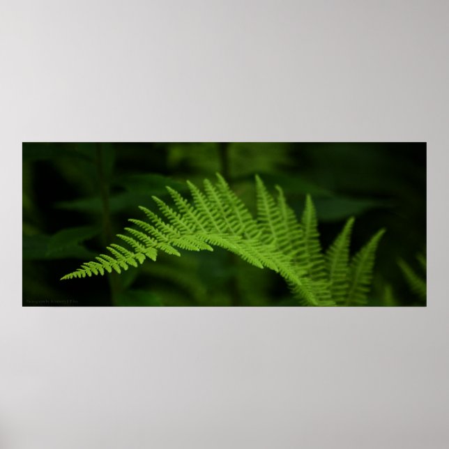 Impresión Fern P6597 (Frente)