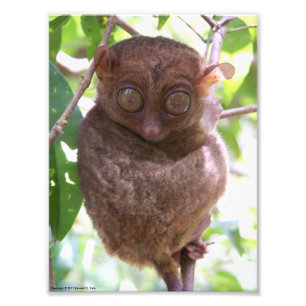 Impresión filipina de la foto de Tarsier