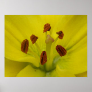 Impresión floral amarilla