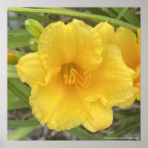 impresión floral amarilla de greyforaday