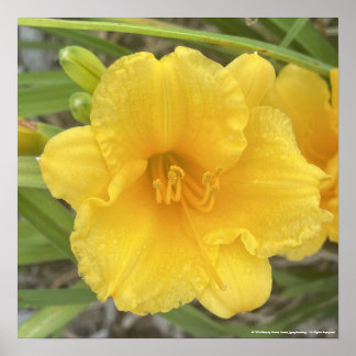 impresión floral amarilla de greyforaday