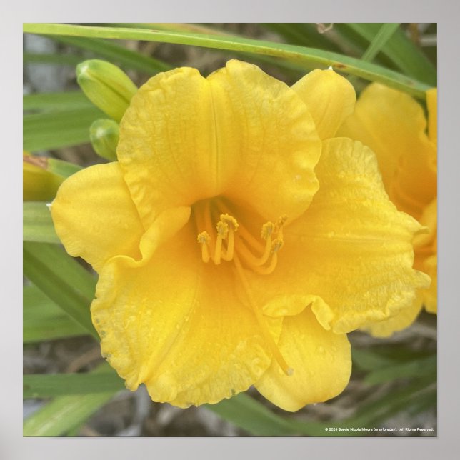 impresión floral amarilla de greyforaday (Frente)