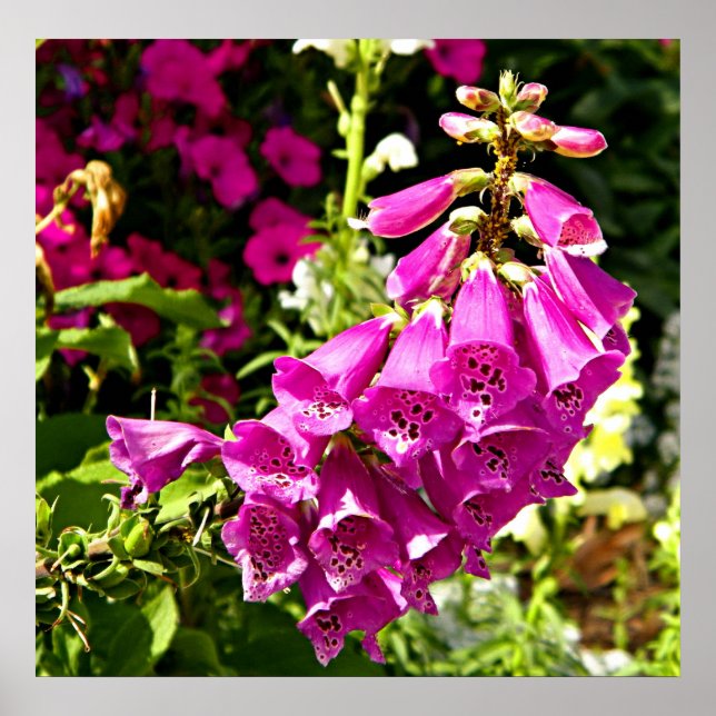impresión floral de foxglove rosa (Frente)