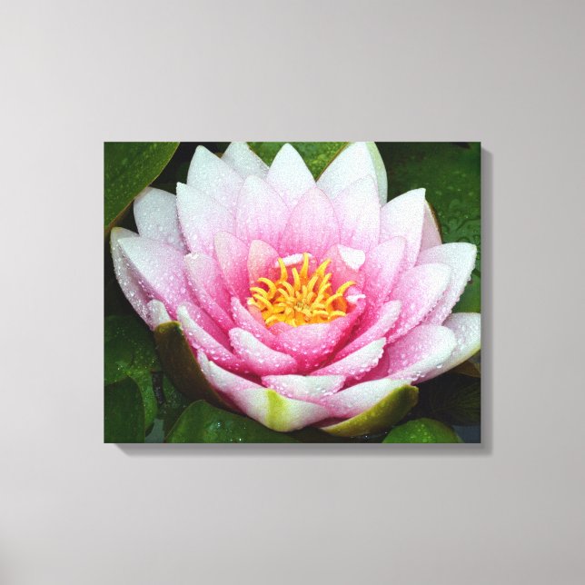 Impresión floral de lirio de agua rosa (Anverso)