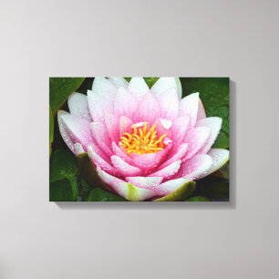 Impresión floral de lirio de agua rosa