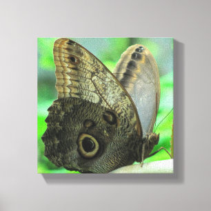 Impresión floral de mariposa en lienzo
