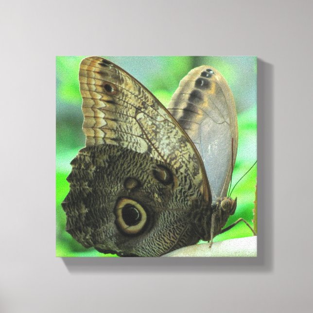 Impresión floral de mariposa en lienzo (Anverso)