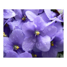 Impresión floral de violetas de origen africano