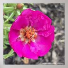 impresión floral púrpura de greyforaday