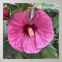 impresión floral púrpura de greyforaday