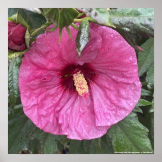 impresión floral púrpura de greyforaday