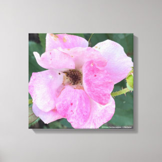 impresión floral rosa de greyforaday