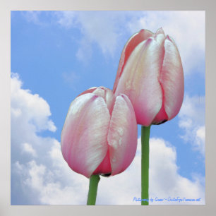 Impresión floral rosada de la naturaleza del cielo
