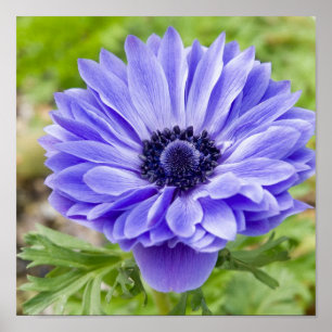 Impresión floreciente del aster