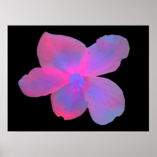 Impresión Fluorescente de Flor de Begonia