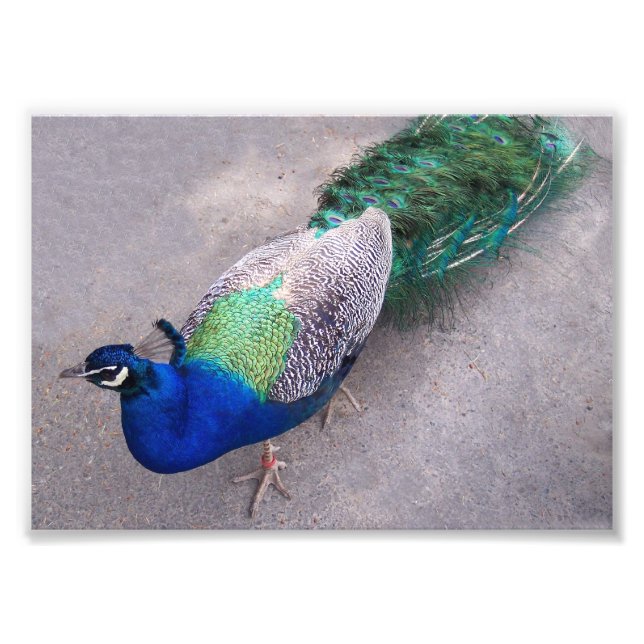 Impresión fotográfica (Frente)