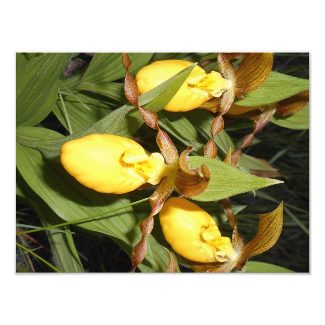 Impresión fotográfica 12x16 (Frente)