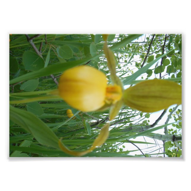 Impresión fotográfica 5x7 (Frente)