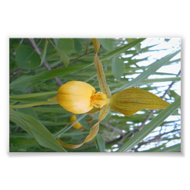 Impresión fotográfica 6x4 (Frente)