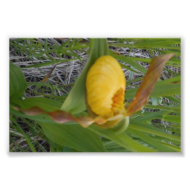 Impresión fotográfica 6x4 (Frente)